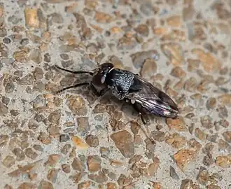 Discomyza maculipennis