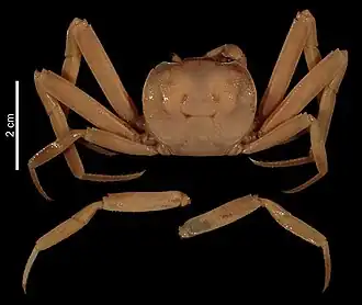 Discoplax gracilipes