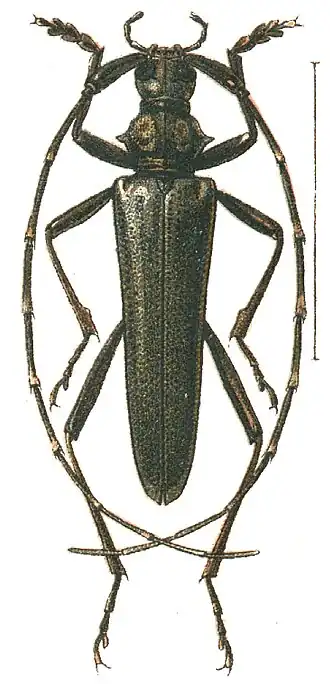 Disteniidae