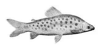 Distichodus maculatus