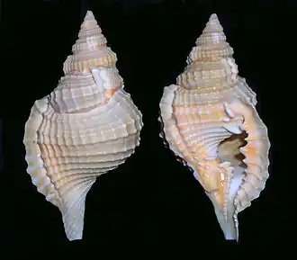 Distorsio perdistorta