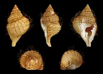 Distorsio muehlhaeusseri