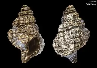 Distorsionella lewisi