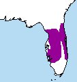Floridastruikgaai