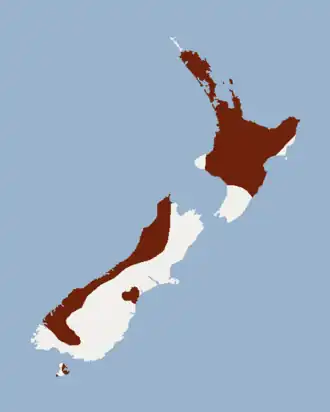 Chalinolobus tuberculatus