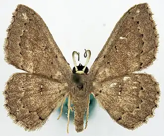 Dithecodes inconspicua