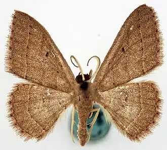 Dithecodes phaenomeris