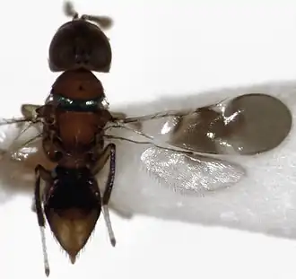 Cheiloneurus elegans