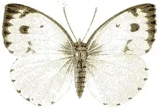 Dixeia doxo