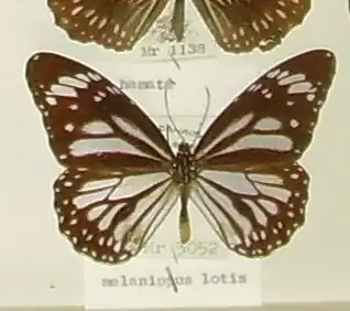 Danaus melanippus