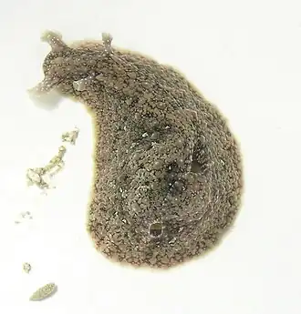 Dolabrifera dolabrifera