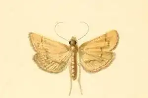 Dolicharthria metasialis