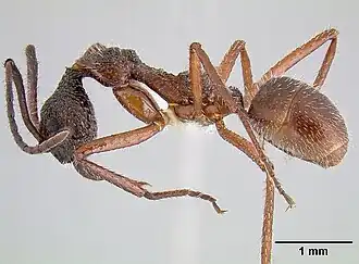 Dolichoderus attelaboides
