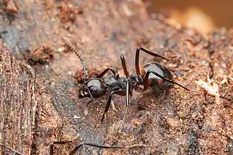 Dolichoderus cuspidatus