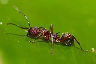 Dolichoderus decollatus