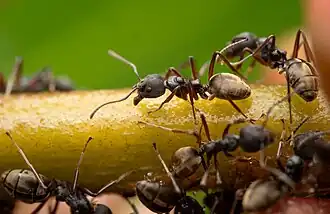 Dolichoderus kinabaluensis