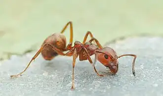 Dolichoderus thoracicus