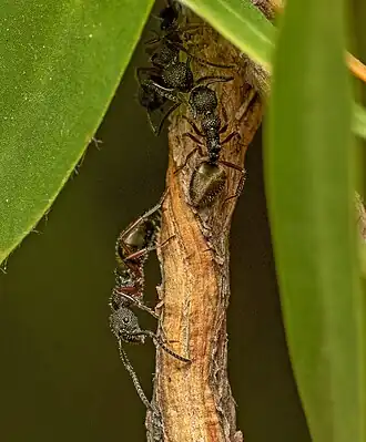 Dolichoderus ypsilon