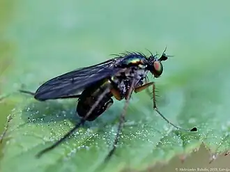 Dolichopus brevipennis