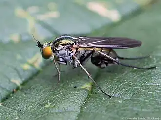 Dolichopus campestris