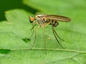 Dolichopus longipennis