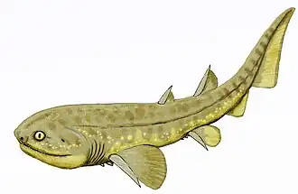 Doliodus