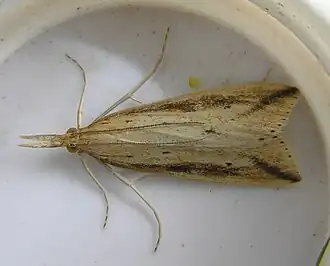 Donacaula forficella