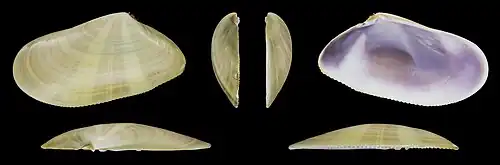 Donax trunculus anatinuslinker klep