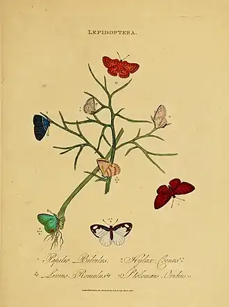 Lachnocnema bibulus