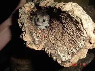 Penseelstaartslaapmuis