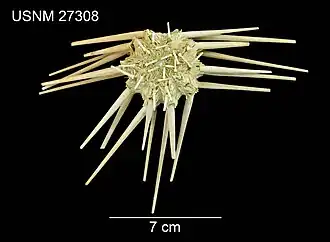 Stylocidaris calacantha