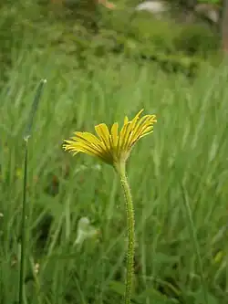 Zijaanzicht van een bloemhoofdje