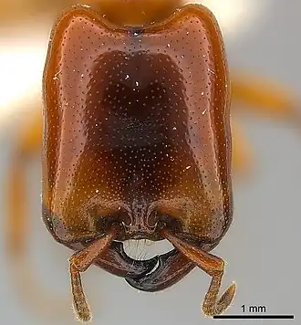 Dorylus affinis