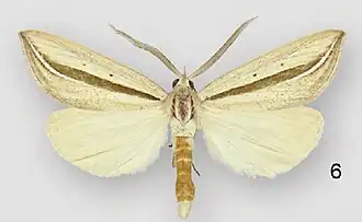 Doryodes spadaria