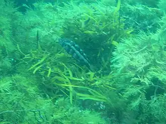 Dotalabrus aurantiacus