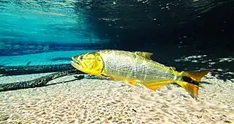 Salminus franciscanus