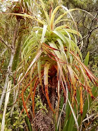Dracophyllum townsonii