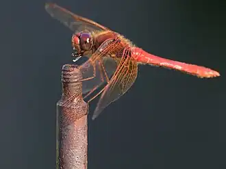Sympetrum illotum