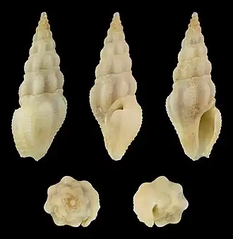 Drillia angolensis