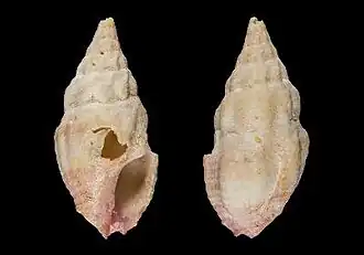 Drillia idalinae