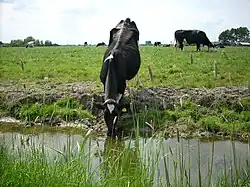 Uit de sloot drinkende koe