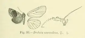 Drobeta exscendens