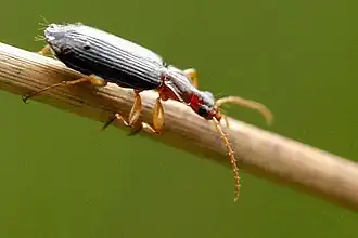 Donkerbruine schorsloper