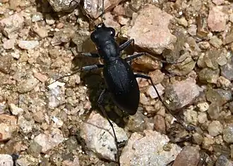 Dromochorus belfragei