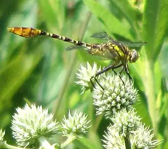 Dromogomphus spoliatus
