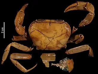 Dromothelphusa longipes