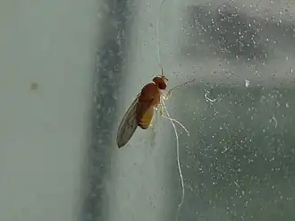 Drosophila immigrans