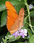 Dryas juliaOranje passiebloemvlinder