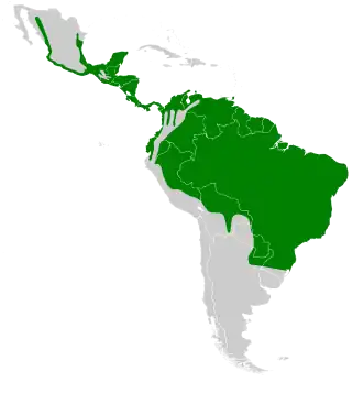 Gestreepte helmspecht