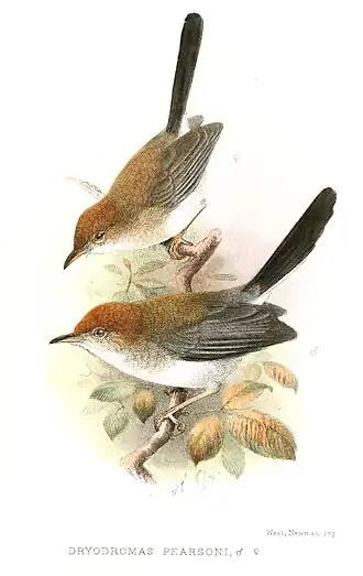 Zwartstaartgraszanger